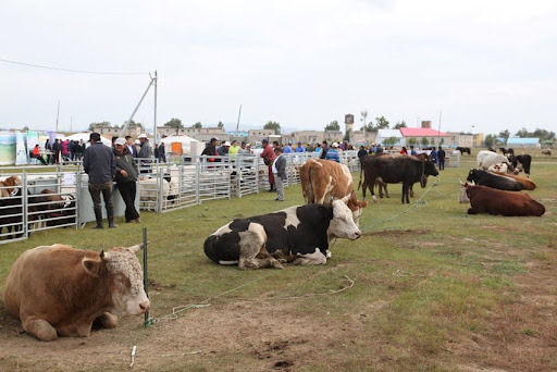 Гойд ашиг шимт малын үзэсгэлэн худалдаа маргааш эхэлнэ